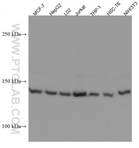 [67436-1-IG-20UL] PEX1 Monoclonal antibody