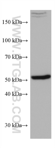 [67439-1-IG-20UL] SOX9 Monoclonal antibody
