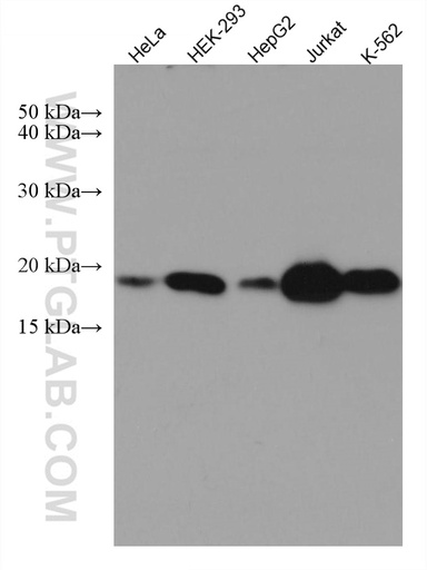 [67443-1-IG-150UL] MTH1 Monoclonal antibody