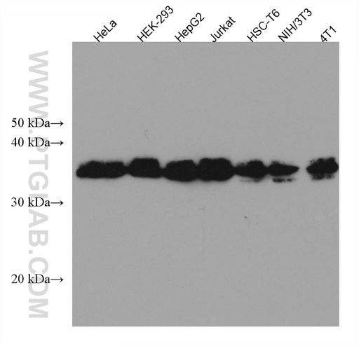 [67445-1-IG-150UL] HNRNPA2B1 Monoclonal antibody