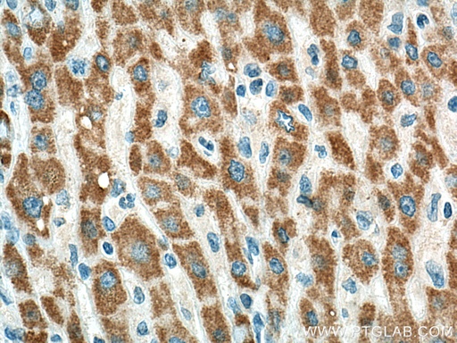 [67448-1-IG-150UL] BDH1 Monoclonal antibody