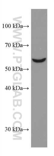 [67449-1-IG-20UL] OMA1 Monoclonal antibody