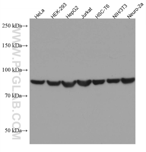[67450-1-IG-150UL] HSP90AB1 Monoclonal antibody