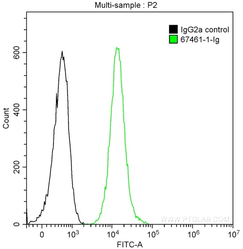 [67461-1-IG-20UL] Arfaptin-1 Monoclonal antibody
