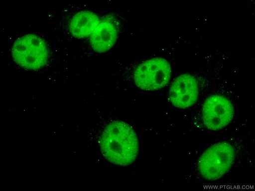 [67462-1-IG-150UL] PTBP1 Monoclonal antibody
