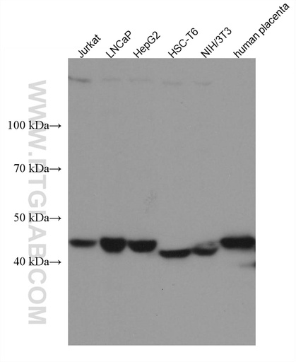 [67464-1-IG-20UL] C20orf3/APMAP Monoclonal antibody
