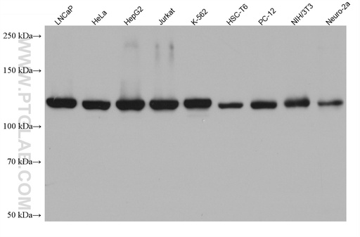[67465-1-IG-150UL] NAT10 Monoclonal antibody