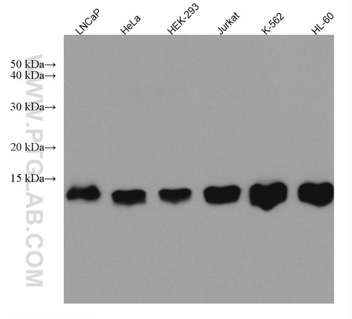 [67466-1-IG-20UL] PSMG3 Monoclonal antibody