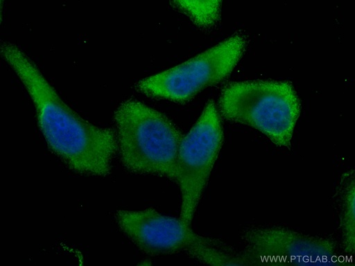 [67470-1-IG-20UL] PGAM1 Monoclonal antibody
