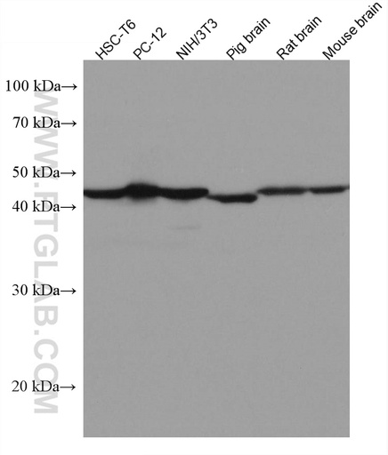 [67474-1-IG-20UL] VAT1 Monoclonal antibody