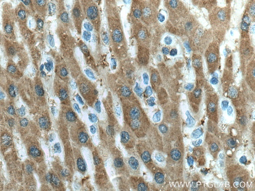 [67482-1-IG-150UL] UBC12 Monoclonal antibody