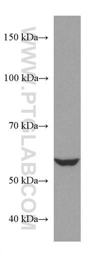[67489-1-IG-20UL] NR2C2 Monoclonal antibody