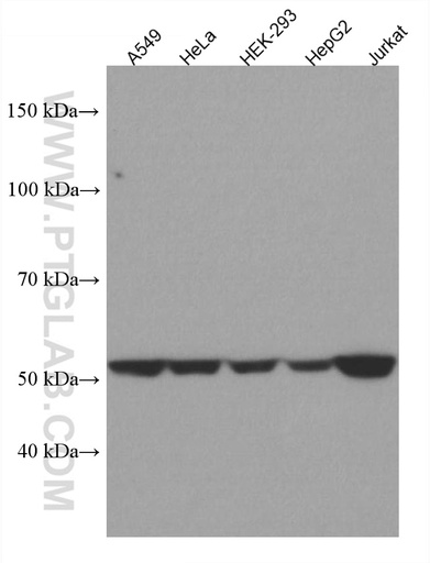[67492-1-IG-20UL] TRIM5 Monoclonal antibody