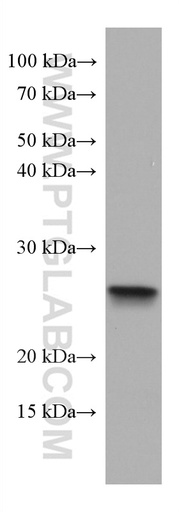 [67494-1-IG-150UL] ASC/TMS1 Monoclonal antibody
