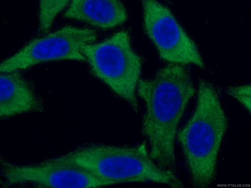 [67495-1-IG-20UL] EEF1A1 Monoclonal antibody
