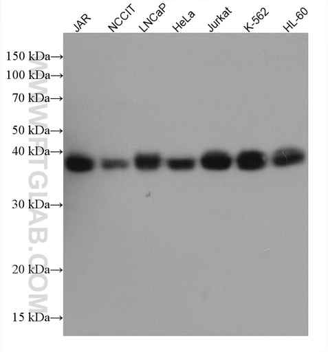 [67510-1-IG-20UL] SIRT6 Monoclonal antibody