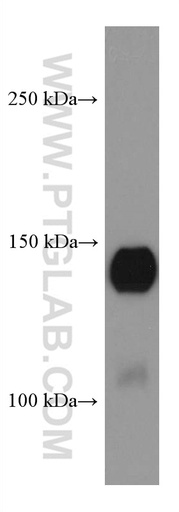 [67511-1-IG-150UL] SPARCL1 Monoclonal antibody