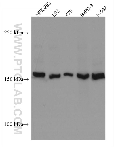 [67513-1-IG-150UL] PER2 Monoclonal antibody