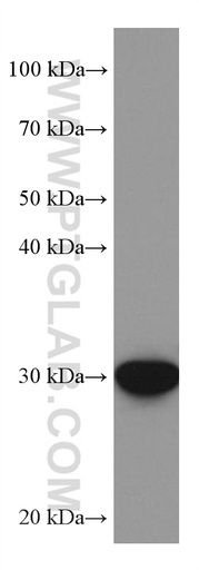 [67516-1-IG-20UL] PIR Monoclonal antibody