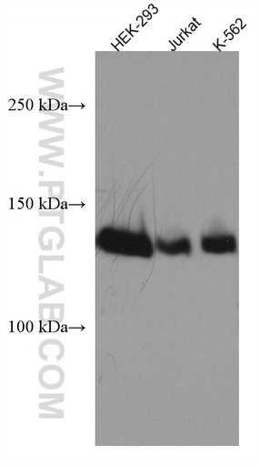 [67522-1-IG-150UL] SALL2 Monoclonal antibody