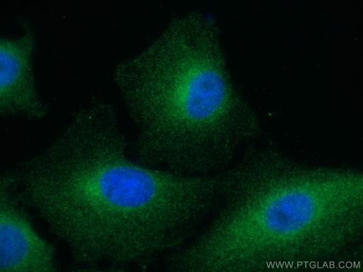 [67524-1-IG-150UL] FES Monoclonal antibody