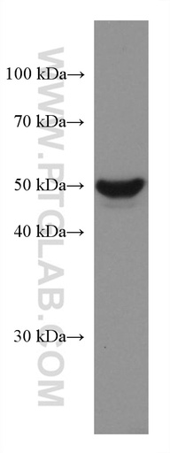 [67527-1-IG-150UL] GSDMB Monoclonal antibody