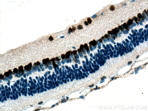 [67529-1-IG-20UL] PAX6 Monoclonal antibody