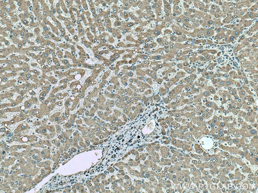 [67530-1-IG-20UL] SLC2A9 Monoclonal antibody