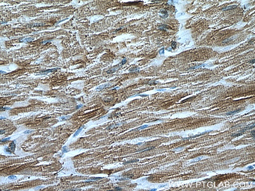 [67533-1-IG-20UL] MYL4 Monoclonal antibody