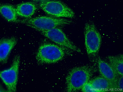 [67535-1-IG-20UL] Tim23 Monoclonal antibody
