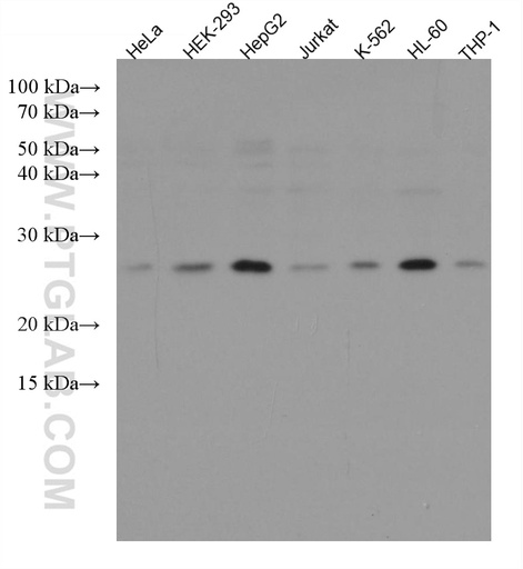 [67536-1-IG-20UL] RAB8A Monoclonal antibody