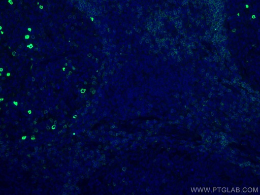 [67538-1-IG-150UL] IGHD Monoclonal antibody