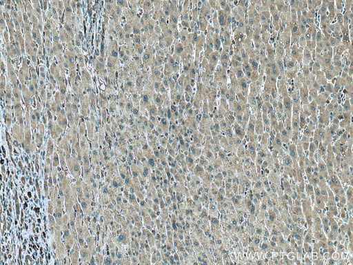 [67539-1-IG-20UL] CCT8 Monoclonal antibody