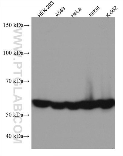 [67540-1-IG-150UL] CCT7 Monoclonal antibody