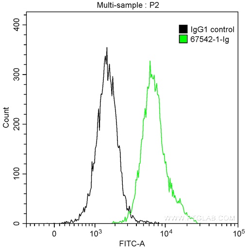 [67542-1-IG-150UL] RHOC Monoclonal antibody