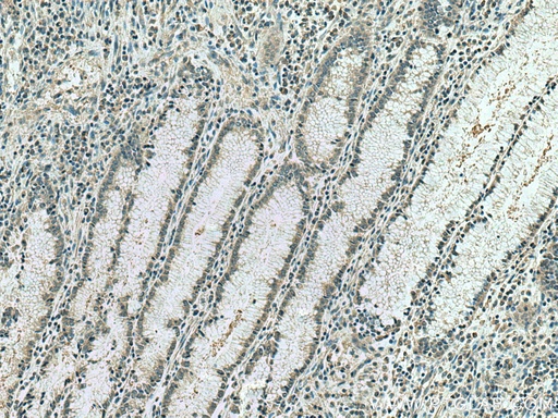 [67549-1-IG-20UL] IPO4 Monoclonal antibody