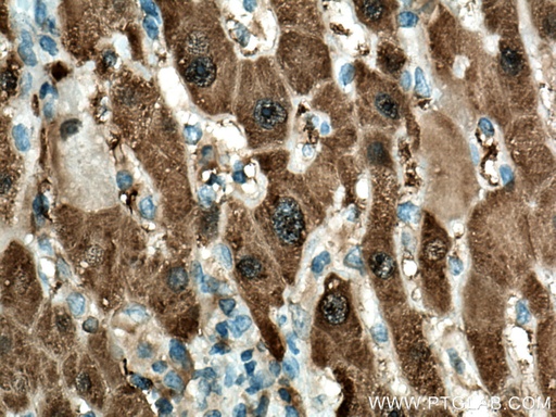 [67552-1-IG-150UL] HPD Monoclonal antibody