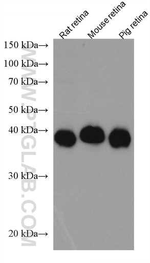 [67555-1-IG-20UL] CRX Monoclonal antibody