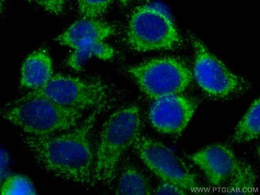 [67556-1-IG-20UL] RIG-1/DDX58 Monoclonal antibody