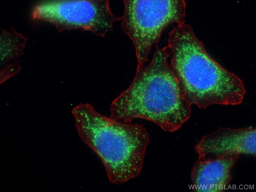 [67558-1-IG-100UL] Phospho-GSK3B (Ser9) Monoclonal antibody