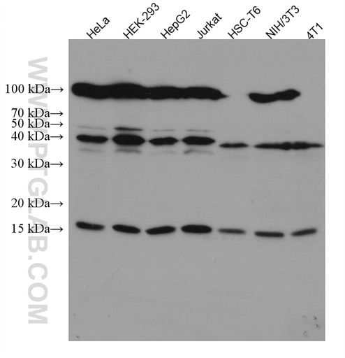 [67559-1-IG-150UL] SUMO1 Monoclonal antibody