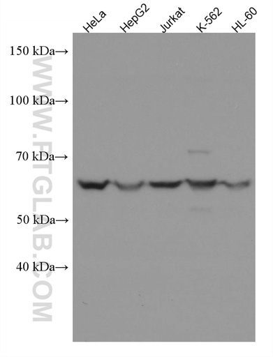 [67560-1-IG-20UL] BTN3A3 Monoclonal antibody