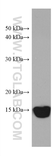 [67565-1-IG-20UL] PDE6D Monoclonal antibody