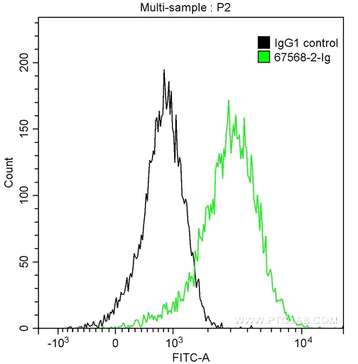 [67568-2-IG-150UL] STAT4 Monoclonal antibody