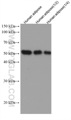[67573-1-IG-150UL] Vaspin Monoclonal antibody