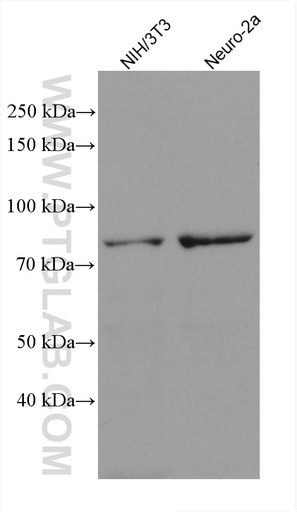 [67574-1-IG-20UL] TBC1D25 Monoclonal antibody