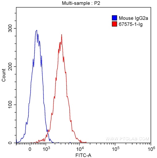 [67575-1-IG-20UL] CDK1 Monoclonal antibody