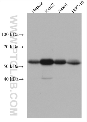 [67580-1-IG-150UL] Beta Arrestin 1 Monoclonal antibody