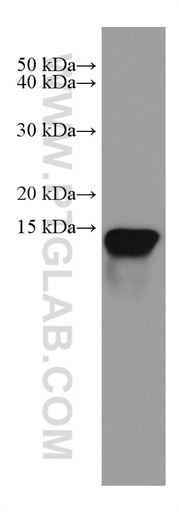 [67581-1-IG-150UL] Galectin 10 Monoclonal antibody