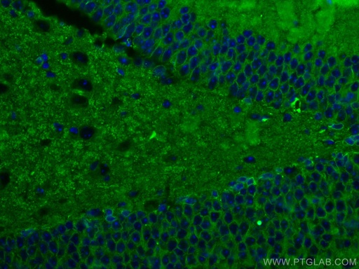 [67589-1-IG-20UL] Drebrin Monoclonal antibody